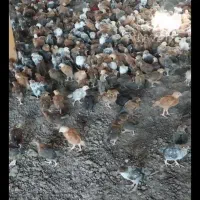 جوجه مرغ محلی