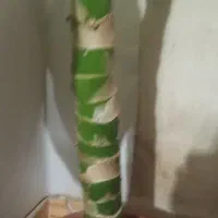 گل سالم