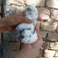 کبوتر|پرنده|خمین, |دیوار
