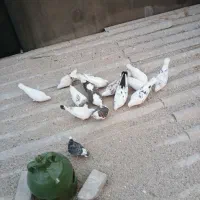 کبوتر فروشی