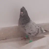 کبوتر کوهی دم پاک