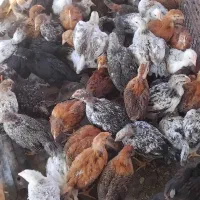 ۳۰۰ عدد جوجه گلپایگانی و تخمگذار