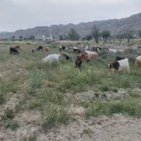 بز قربانی
