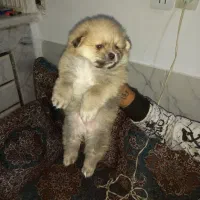 سگ پامر خرسی