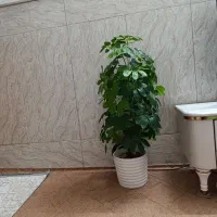 گلدان زیبا وشیک قیمت فقط دومیلیون دویست