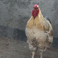 خروس|حیوانات مزرعه|مشهد, کشف|دیوار