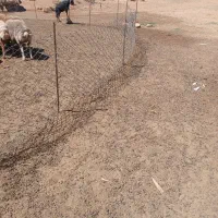 ذیل گوسفند برای زمین کشاورزی وباغ