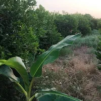 ویلاهزار متری درخت بزرگ