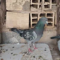 فروش کبوترپلاکی