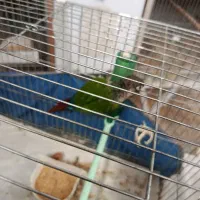 گیرینچیک نر بالغ