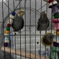 عروس هلندی سخنگو