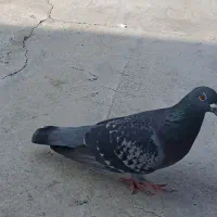 کبوتر ساعت بالا هرسه نر هستن هر کی خواست درخدمتیم