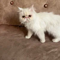 گربه پرشین ماده