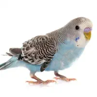 مرغ عشق نر و ماده با ۳ تا بچه