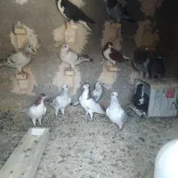 کبوتر فروشی
