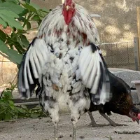 مرغ و خروس محلی