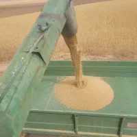 بذر بوجار شده
