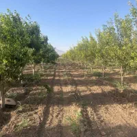 اجاره سر درختی باغ میوه