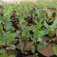 نهال پسته درجه یک