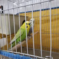 جفت مرغ عشق رینبو
