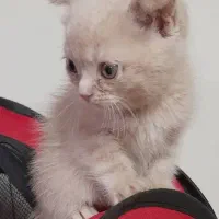 بریتیش ۲ ماهه