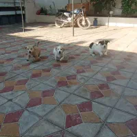 توله پاکوتاه