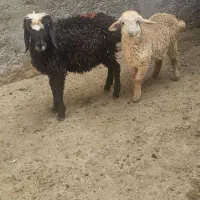 ۲ راس بره