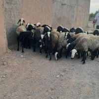 ۲۲راس میش اصیل شالی