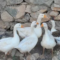 غاز فروشی