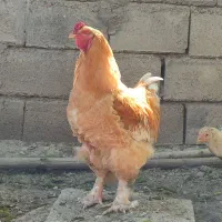 خروس برهما