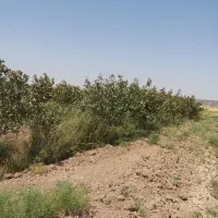 فروش-باغ-پسته