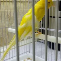 قناری رسمی بلند ماده