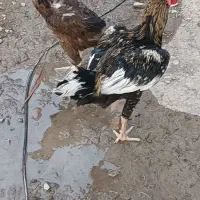 سلام ی جفت مرغ خروس