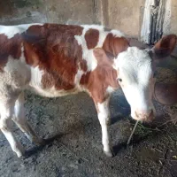 گوساله سمینتال ماده