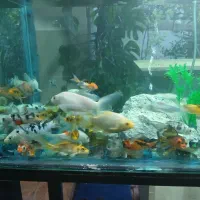 فروش ماهی کوی و اکواریومی