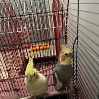 عروس هلندی
