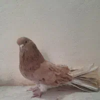 کبوتر نر