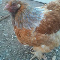 مرغ وخروس کوشین ویاندوت