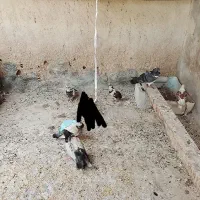 کبوتر و مرغ عشق|پرنده|قشم, |دیوار