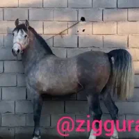 اصیل دره شوری