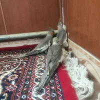 عروس هلندی دو ماهه