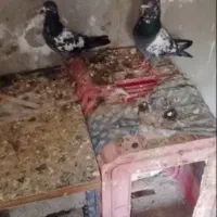 یک جفت چینا معامله با ویپ