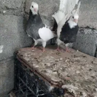 جوجه طوقی