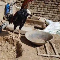 خروس لاری ترک درجه ۱به فروش میرسد