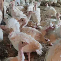 بوقلمون بیوتی 45روزه