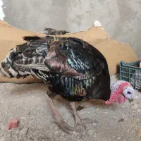 بوقلمون محلی