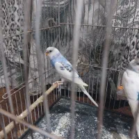 مرغ عشق جوانه