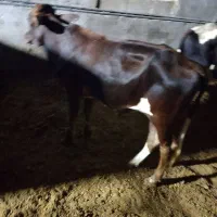 گوساله نر