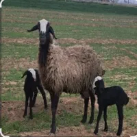 گوشت خوشمزه