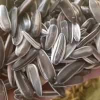 تخمه بذری برای کاشت